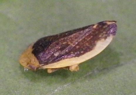 Philaenus spumarius